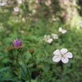 Baker Gulch Trail